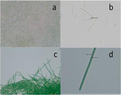 Acclimation and Characterization of Marine Cyanobacterial Strains Euryhalinema and Desertifilum for C-Phycocyanin Production